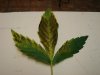 DSC00417.jpg