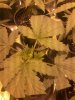 IMG_20130622_000801.jpg