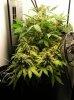 Shorties Week 10 007.jpg
