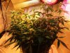 Lemon Juice day52.jpg
