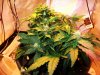 Super Critical day52.jpg