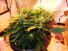 Sweet Mango day52.jpg