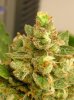 Buds 001.jpg
