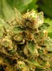 Buds 002.jpg