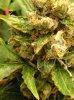Buds 003.jpg