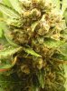Buds 004.jpg