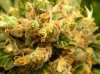Buds 005.jpg