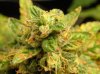 Buds 006.jpg
