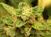 Buds 007.jpg