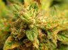 Buds 008.jpg