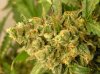 Buds 009.jpg