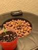 Ethos Genetics Pluto Cut Auto