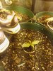IMG_20201109_015317.jpg