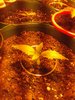 IMG_20201109_015308.jpg