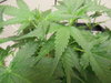 DSCN0498.JPG