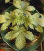 IMG_20201118_085820~2.jpg