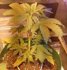 IMG_20201118_085839~2.jpg