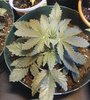 IMG_20201118_085832~2.jpg
