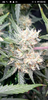 Screenshot_20201119-034253.png