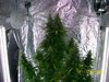 harvest2a.JPG