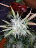 IMG_20201121_155249.jpg