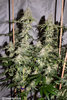 London -bridge F3 Harvest photos-14.jpg