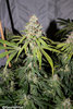 London -bridge F3 Harvest photos-11.jpg