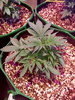 Week 3
