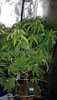Belladonna 11--27-2020 1.jpg