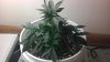 IMAG0578.jpg