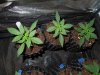 DSCN5585.jpg