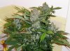 Buds 001.jpg