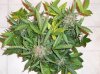 Buds 002.jpg