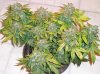 Buds 005.jpg