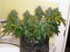 Buds 004.jpg