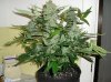 Buds 003.jpg