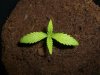 GIRL SCOUT COOKIES_6-27-13.jpg
