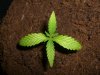 GIRL SCOUT COOKIES_6-28-13.jpg