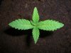 BLUE DREAM_6-28-13.jpg
