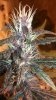 purplekush.jpg