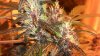 purplekush2.jpg