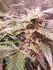 20201202_090248.jpg