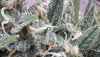 20201204_115647.jpg 20201204_115647.jpg