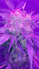 Screenshot_2020-12-10-00-36-36.png