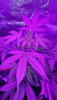 Screenshot_2020-12-10-00-39-39.png