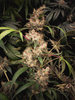 F|T|F Growery: Ace Seeds Bangi Congo x Panama High Density