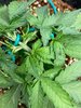 Strawberry - Day 25 - Spots (2).jpg