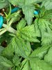 Strawberry - Day 25 - Spots.jpg