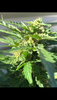 39F096D0-B044-46BC-929F-E6606F6F2AE0.png