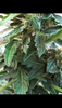 4B820508-67CF-4B8D-AB98-E71A2EA60780.png